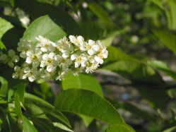 common chokecherry (Prunus virginiana)